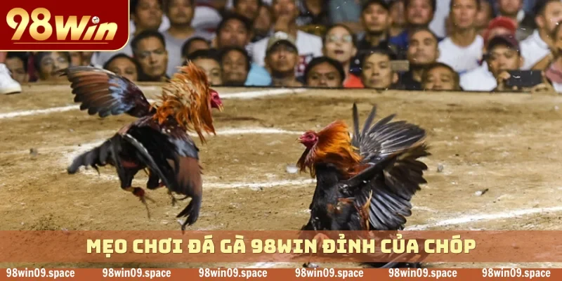 Mẹo chơi đá gà 98WIN đỉnh của chóp