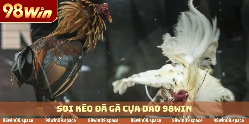 soi kèo Đá Gà Cựa Dao 98WIN