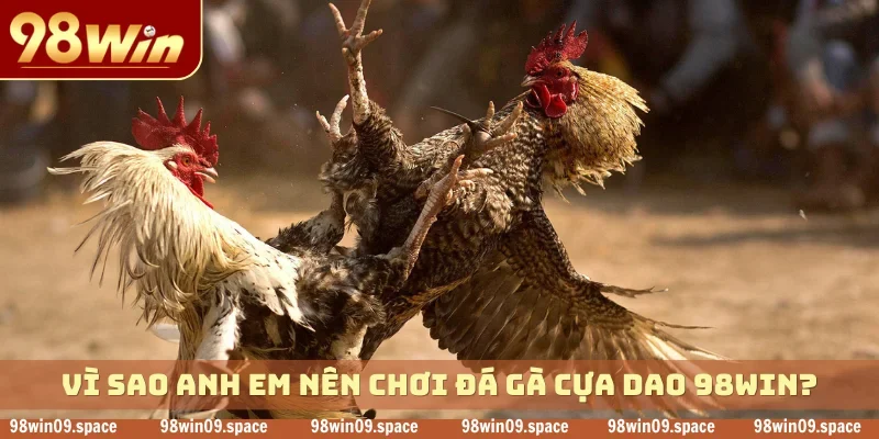 Vì sao anh em nên chơi đá gà cựa dao 98WIN?