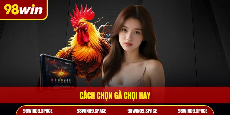 Cách chọn gà chọi hay
