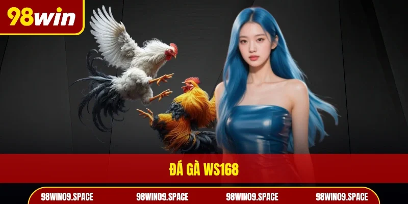 Đá gà WS168